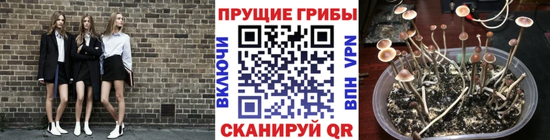 Галлюциногенные грибы прущие грибы  закладки  Алексин 
