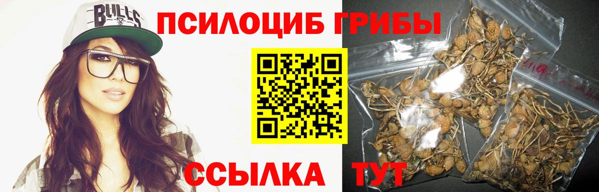 Псилоцибиновые грибы Psilocybe Алексин
